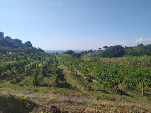 “L’Uliveto” Area Sosta Camper - Foto 4