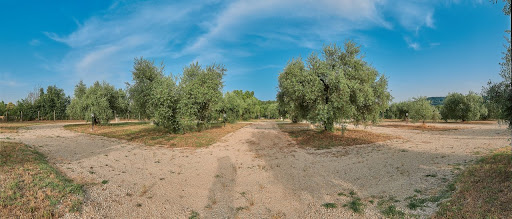 Agrisosta – L’Isola degli Ulivi - Foto 6