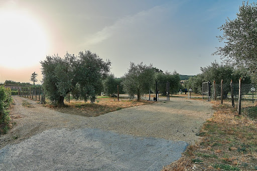 Agrisosta – L’Isola degli Ulivi - Foto 9