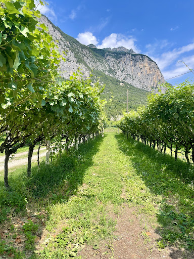 Agricampeggio Paolino - Foto 5