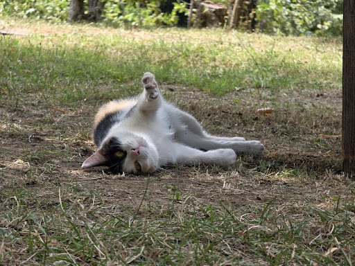 Agricampeggio I Mulini - Foto 9