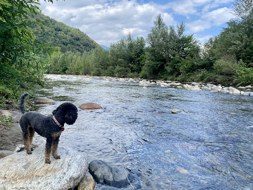 Park camelie — Provincia del Verbano-Cusio-Ossola - Foto 9