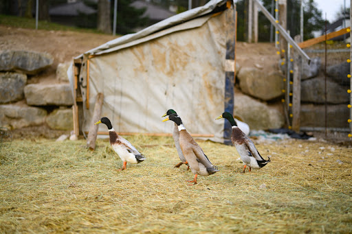 Agricampeggio TerrazzaPaganella Laghi di Lamar Trentino - Foto 9