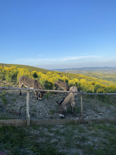 Agrisosta Fabbrini - Foto 6